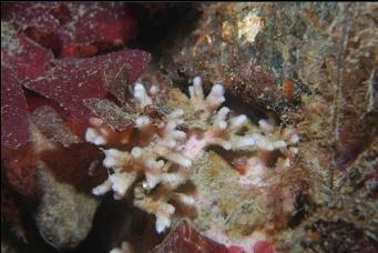 SPONGE THAT LOOKS LIKE HYDROCORAL