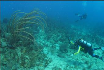 DIVER NEXT TO HUGE CORAL