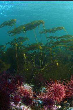 urchins and kelp