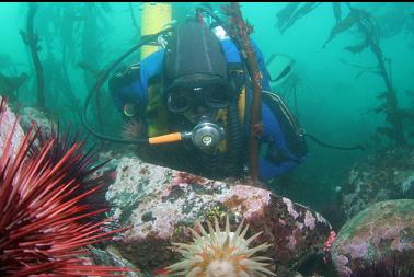 looking at anemone