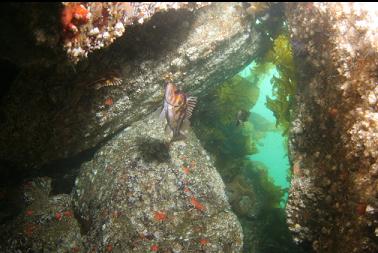 rockfish under pile of rocks