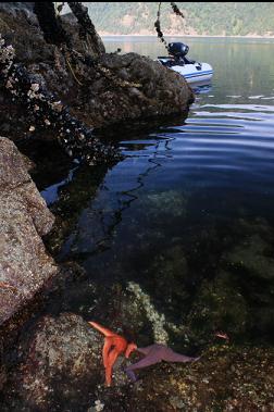 sea stars