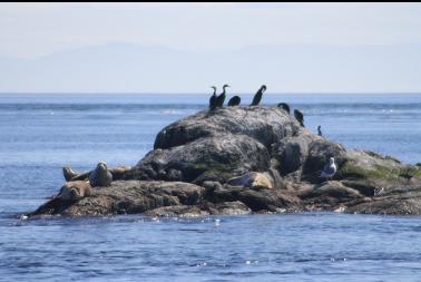 seals and cormorants on nearby rock