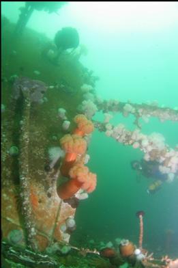 behind fallen mast and roof of wheelhouse