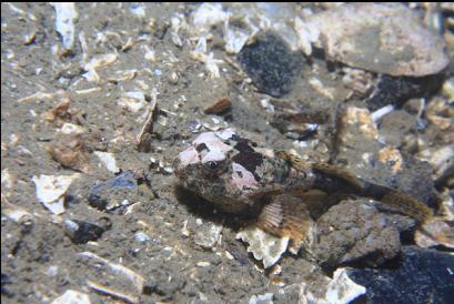 sculpin under dock