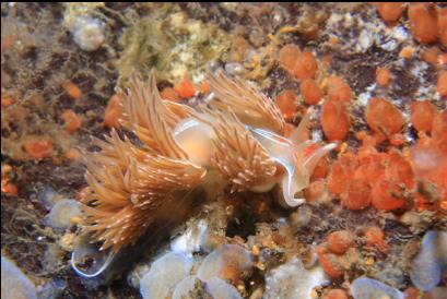 nudibranch