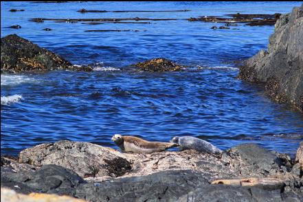 harbour seals on the islets with a long lens