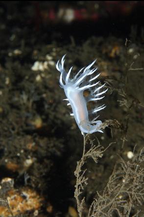 nudibranch