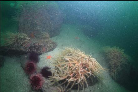feather stars and urchins at the base of the wall