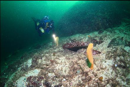 sea pens