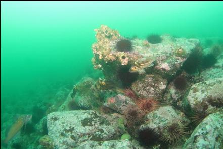 rockfish and kelp greenling