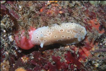 NUDIBRANCH AND TUNICATE