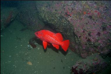 VERMILLION ROCKFISH