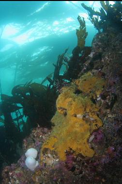 kelp above reef