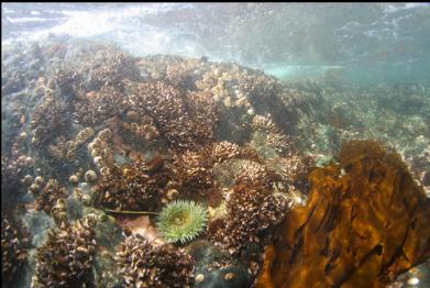 green anemone 