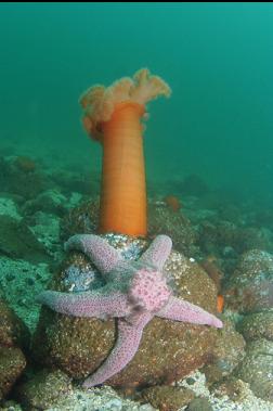 seastar and anemone