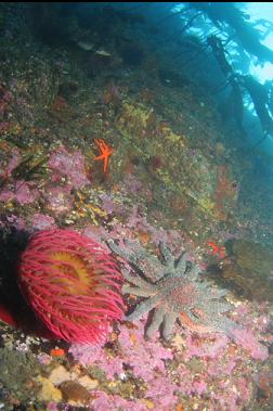 fish-eating anemone and sunflower star on shallow wall