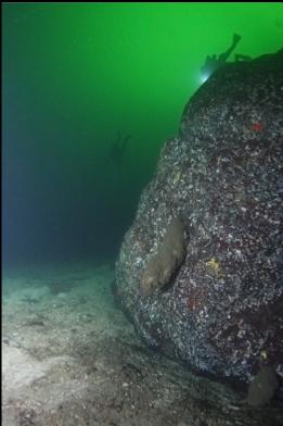 boot sponges