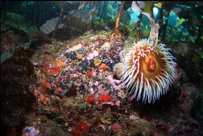 fish-eating anemone