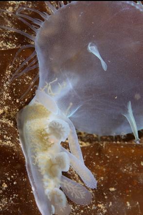 hooded nudibranch