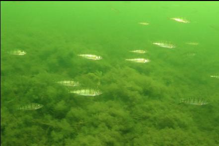 cropped close-up of striped fish