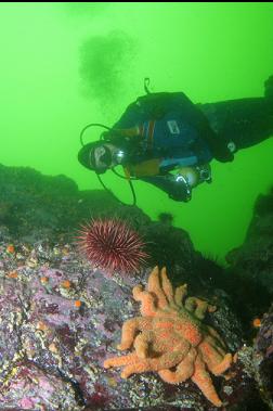 SUNFLOWER STAR AND URCHINS