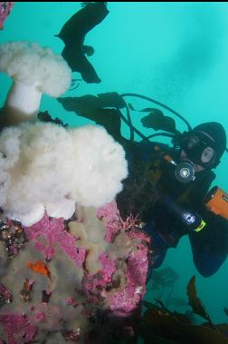 anemones on top of reef