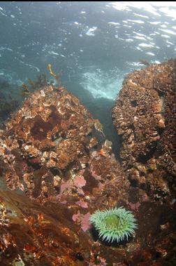 giant green anemone