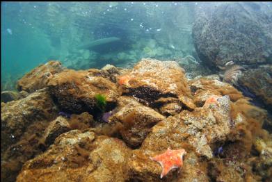 seastars near boat