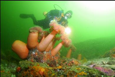 Plumose anemones