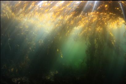 under the kelp