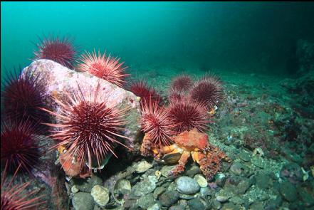 moulting Puget Sound king crab