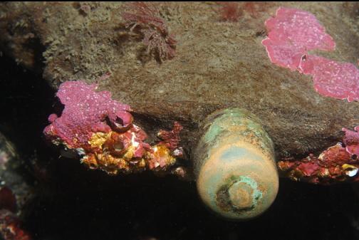 copper bolt sticking out of rotting wood