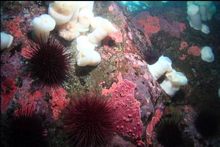 pink hydrocoral