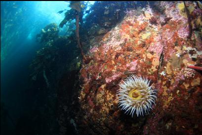 fish-eating anemone