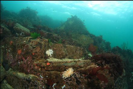 alabaster nudibranch in the shallows above the wall