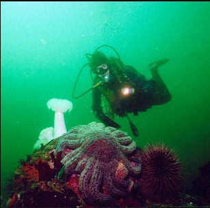 SUNFLOWER STAR AND ANEMONES