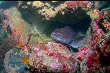 LINGCOD GUARDING EGGS