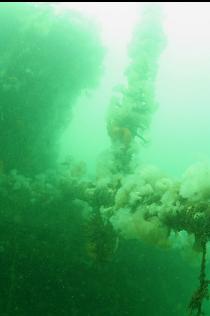 ANEMONES ON FALLEN MAST