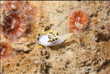 nudibranch and cup corals