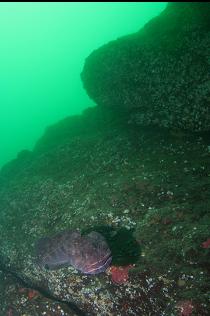 LINGCOD ON WALL