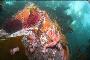 seastar and urchins in shallows