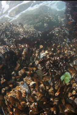 mussels, barnacles and green anemone