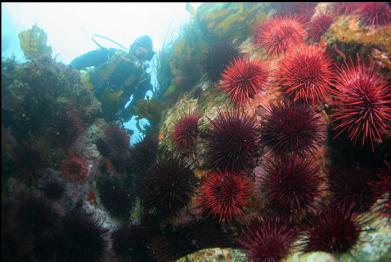 urchins