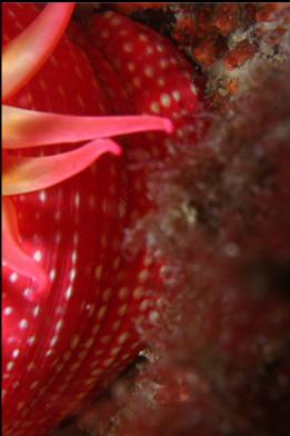 spots on rose anemone