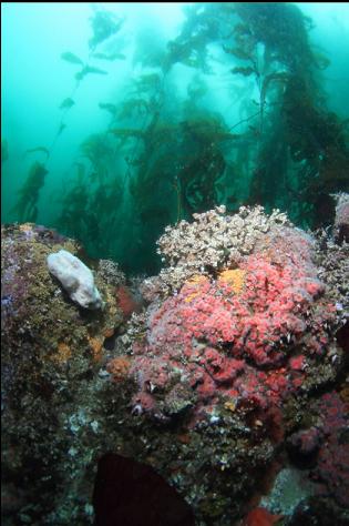 white sponge and strawberry anemones