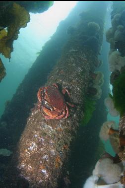 RED ROCK CRABS ON PILINGS