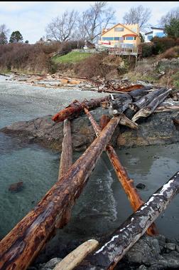 driftwood at Eastern point