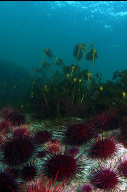 urchins and kelp