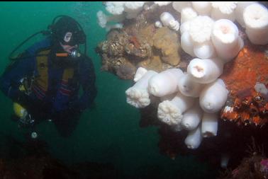 plumose anemones